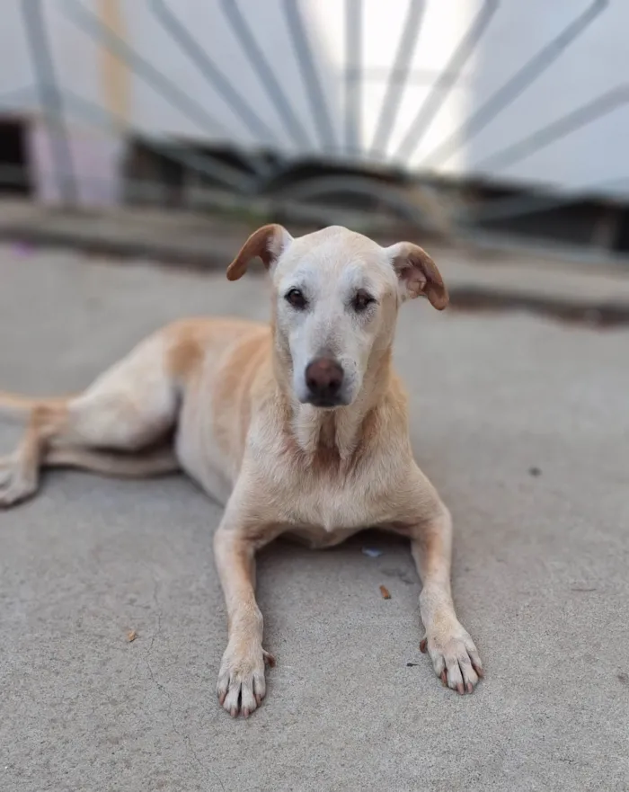 Cachorro ra a SRD-ViraLata idade 6 ou mais anos nome Clarice