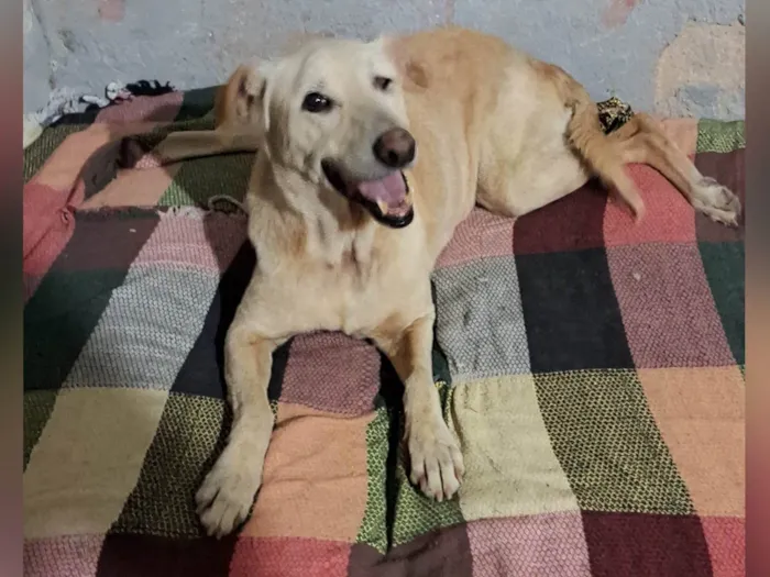 Cachorro ra a SRD-ViraLata idade 6 ou mais anos nome Clarice