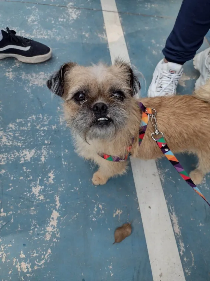 Cachorro ra a SRD-ViraLata idade 1 ano nome Belinha