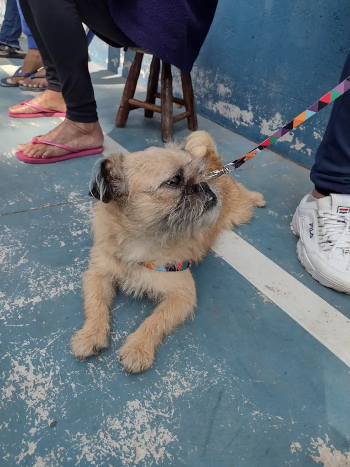 Cachorro ra a SRD-ViraLata idade 1 ano nome Belinha