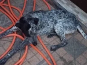 Cachorro raça SRD-ViraLata idade 3 anos nome Juli 