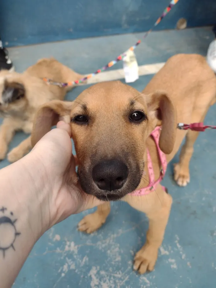 Cachorro ra a SRD-ViraLata idade 2 a 6 meses nome Mary