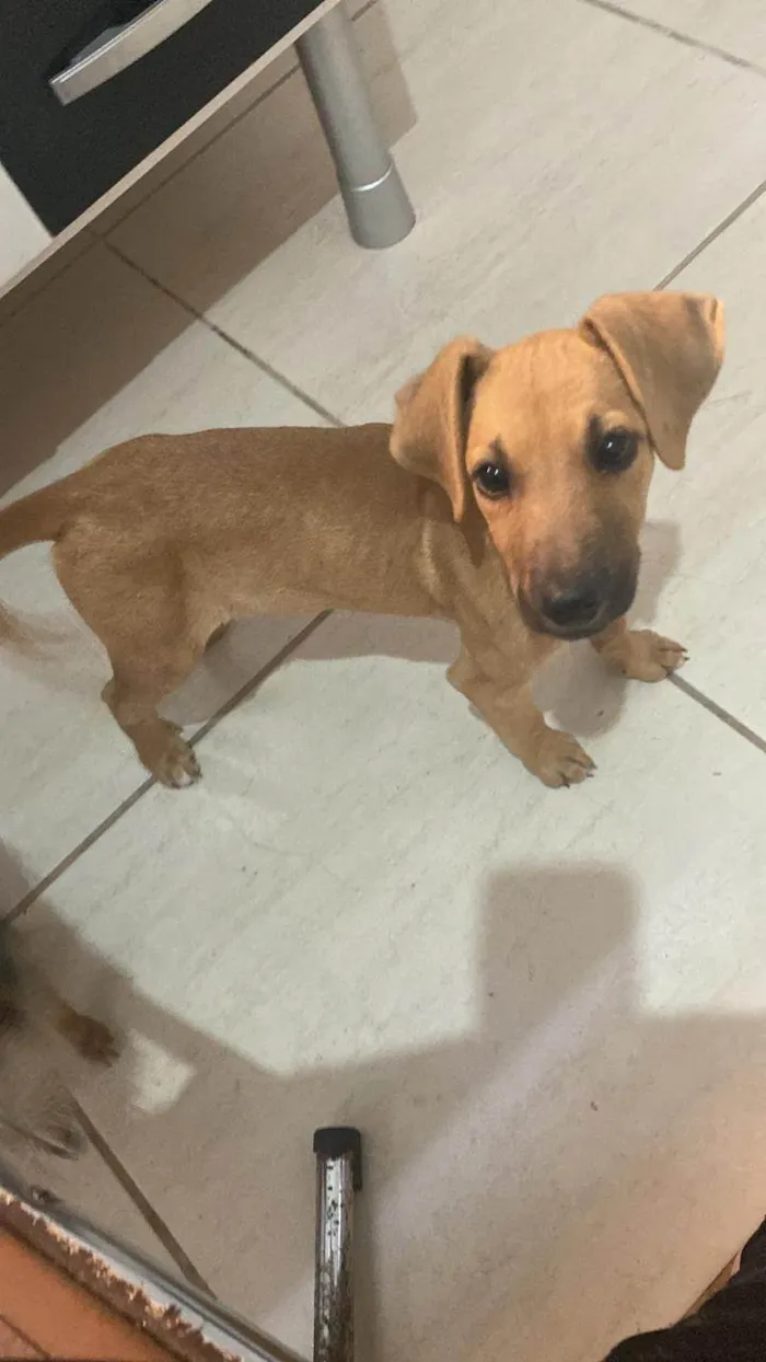 Cachorro ra a SRD-ViraLata idade 2 a 6 meses nome Mary