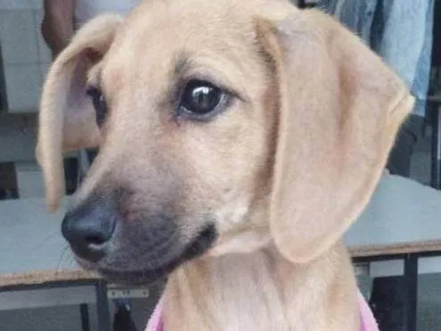 Cachorro ra a SRD-ViraLata idade 2 a 6 meses nome Mary