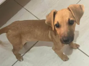 Cachorro raça SRD-ViraLata idade 2 a 6 meses nome Mary