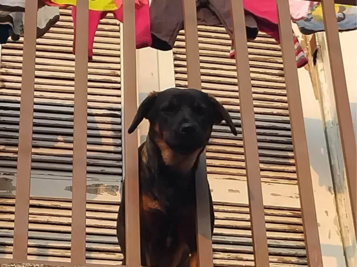 Cachorro ra a SRD-ViraLata idade 7 a 11 meses nome Nayla Moon