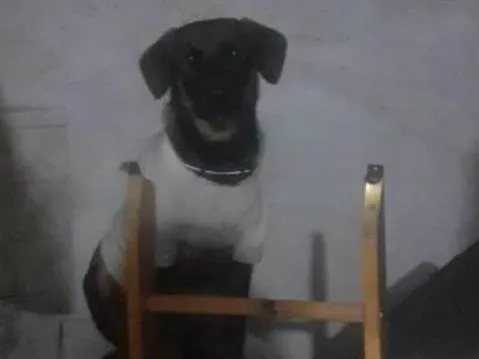 Cachorro ra a SRD-ViraLata idade 7 a 11 meses nome Nayla Moon