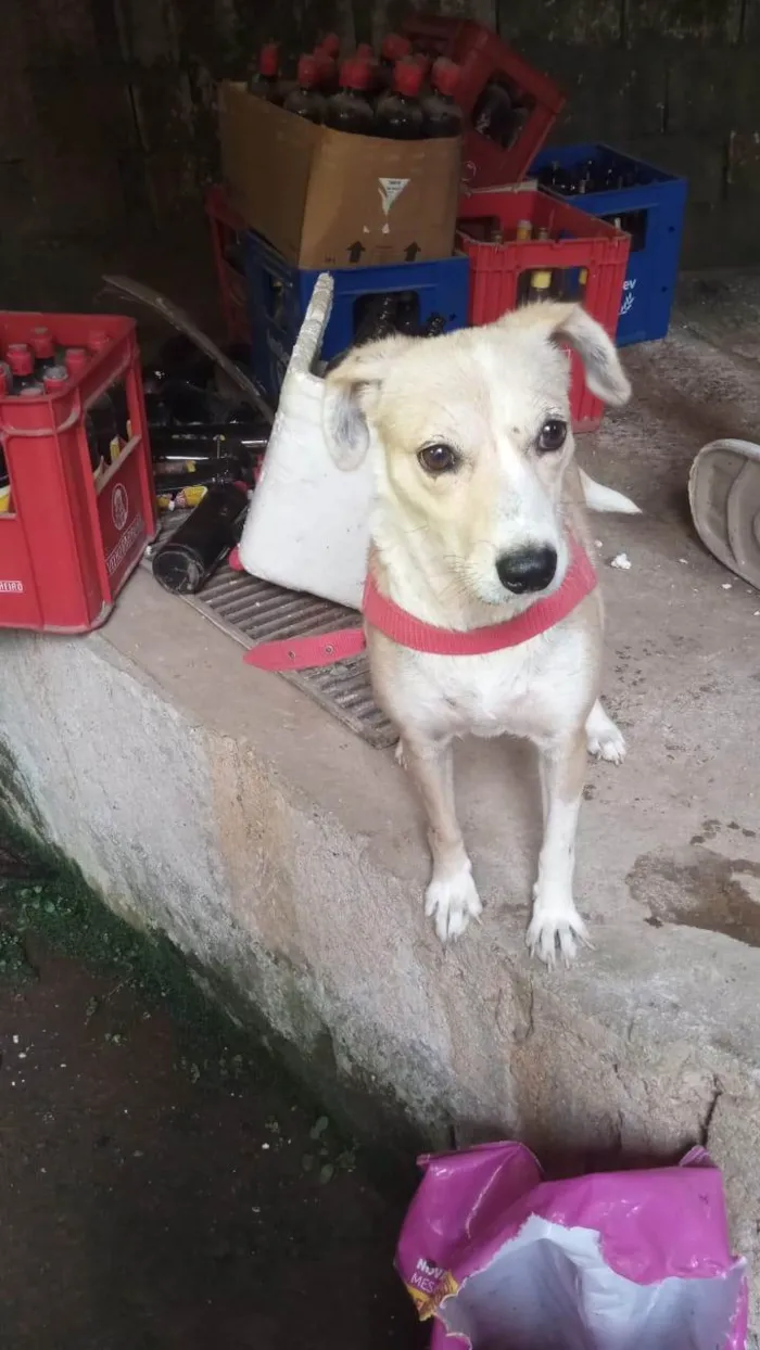 Cachorro ra a SRD-ViraLata idade 1 ano nome Lola