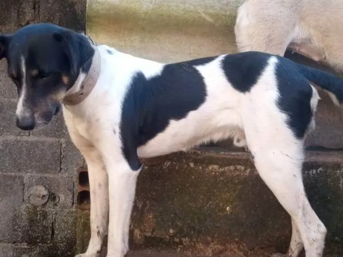 Cachorro ra a SRD-ViraLata idade 2 anos nome Flocos 