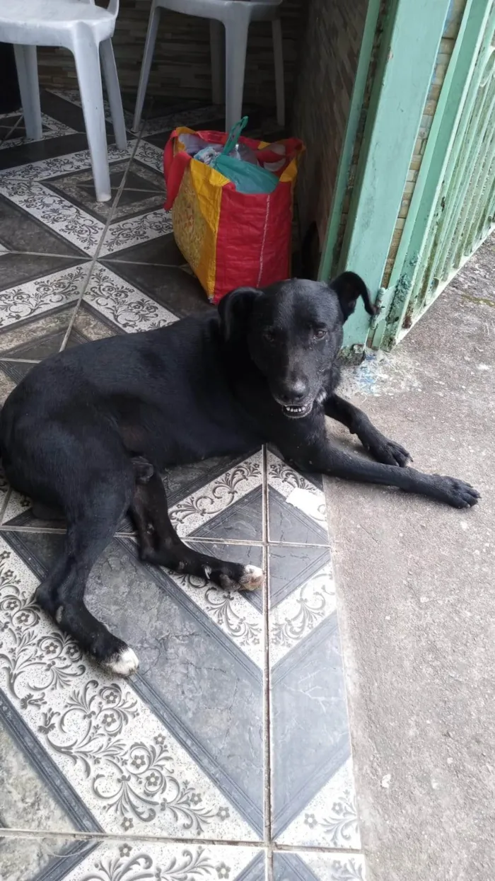 Cachorro ra a SRD-ViraLata idade 6 ou mais anos nome Negão 