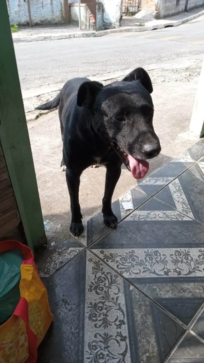 Cachorro ra a SRD-ViraLata idade 6 ou mais anos nome Negão 