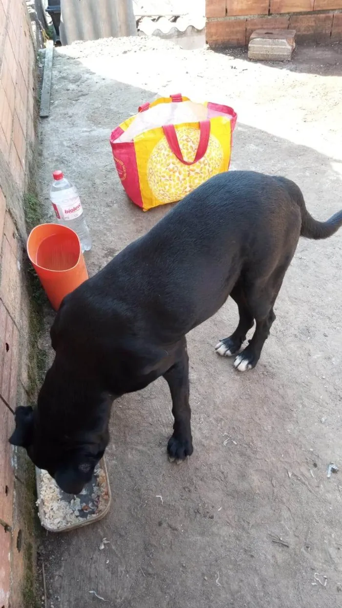 Cachorro ra a SRD-ViraLata idade 6 ou mais anos nome Negão 