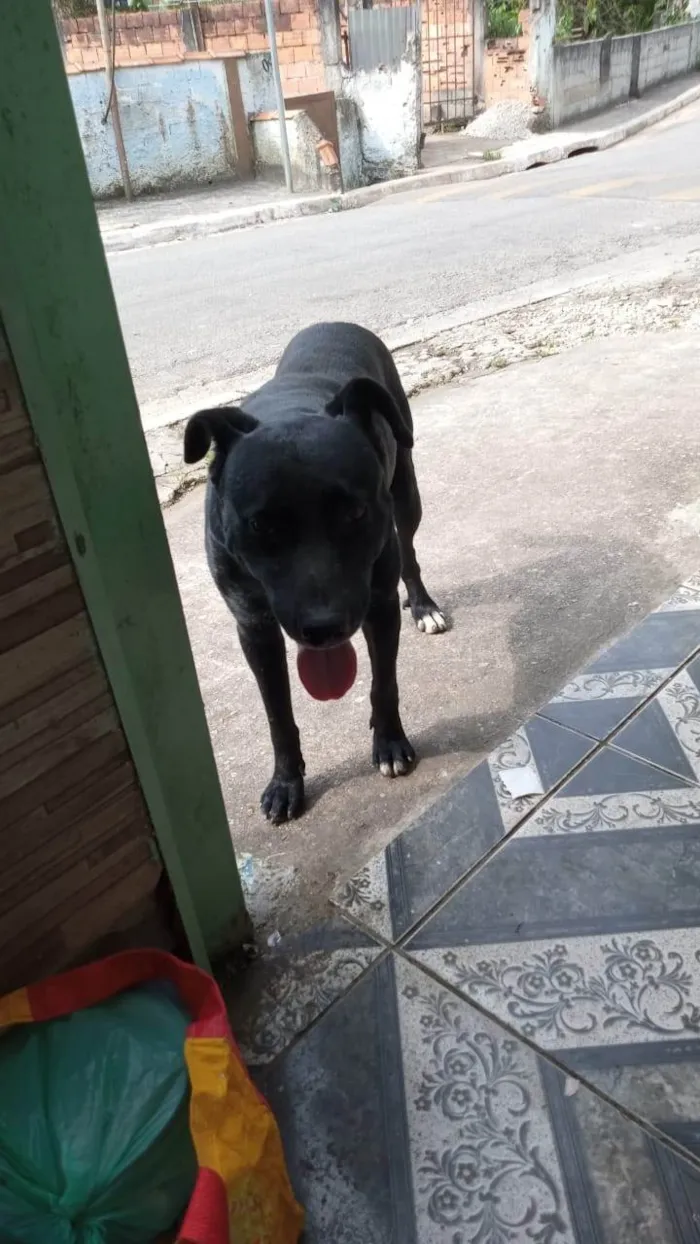 Cachorro ra a SRD-ViraLata idade 6 ou mais anos nome Negão 