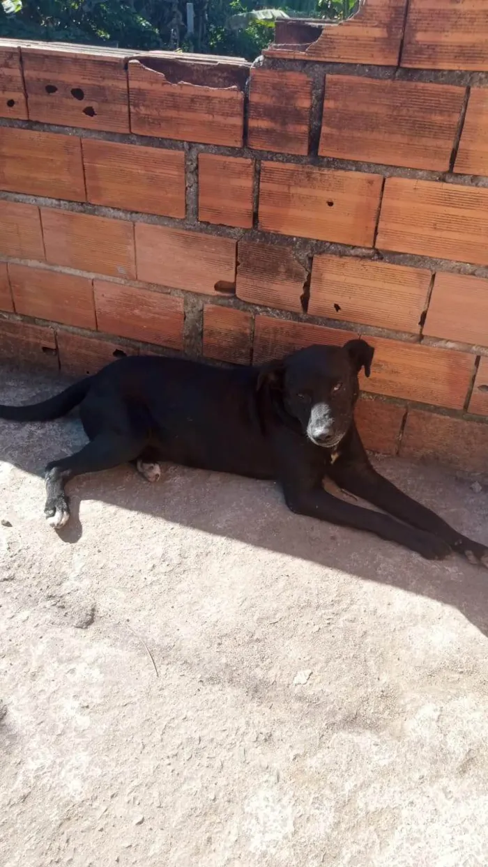 Cachorro ra a SRD-ViraLata idade 6 ou mais anos nome Negão 