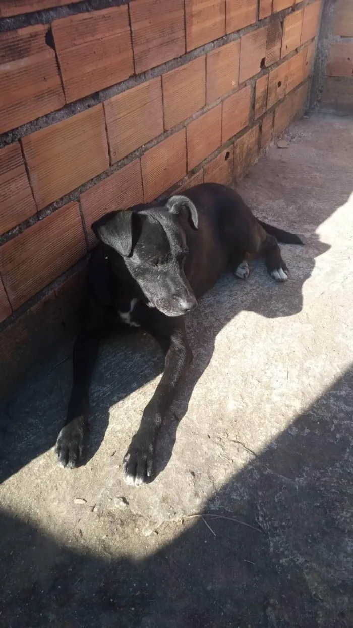 Cachorro ra a SRD-ViraLata idade 6 ou mais anos nome Negão 