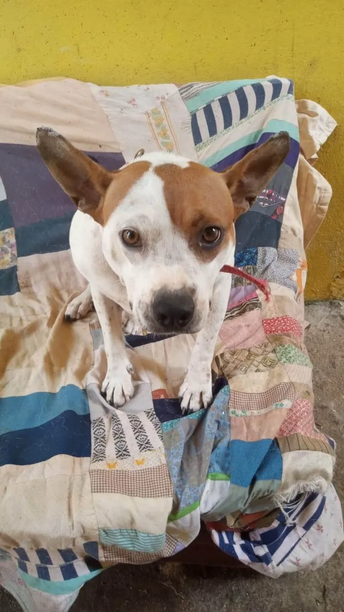 Cachorro ra a SRD-ViraLata idade 1 ano nome Charlote 