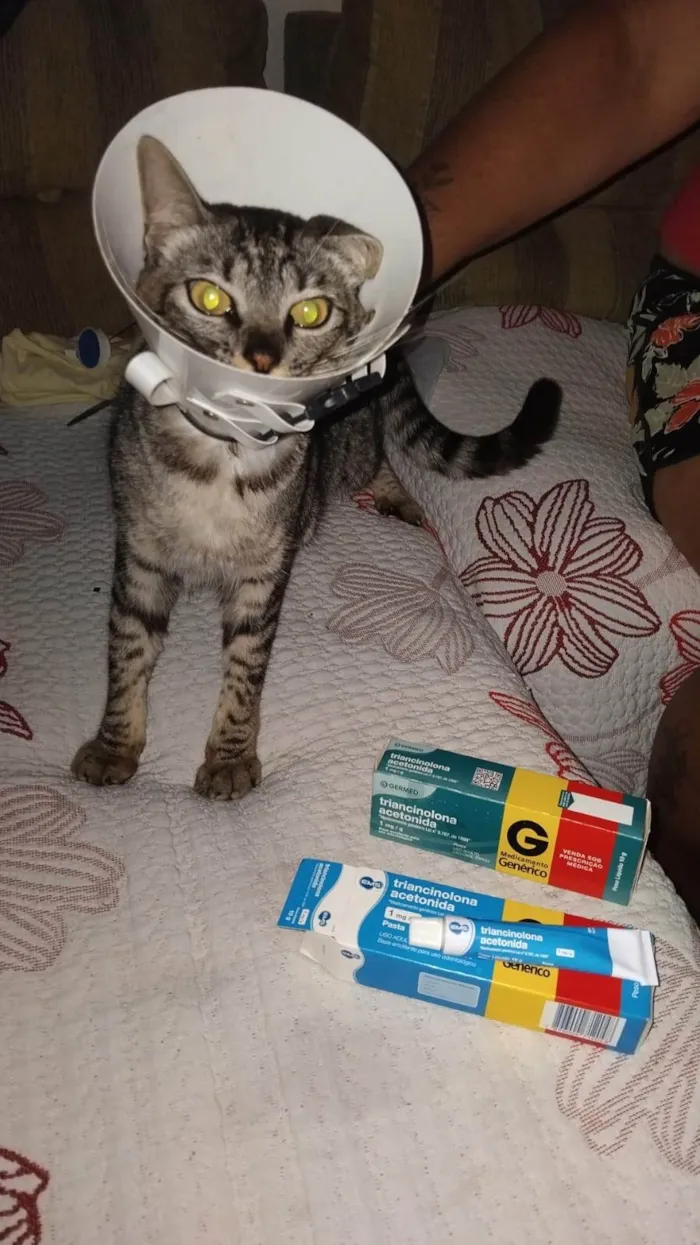 Gato ra a SRD-ViraLata idade 1 ano nome Pulga