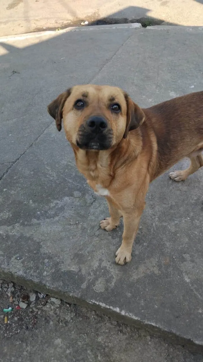 Cachorro ra a SRD-ViraLata idade 3 anos nome Americo