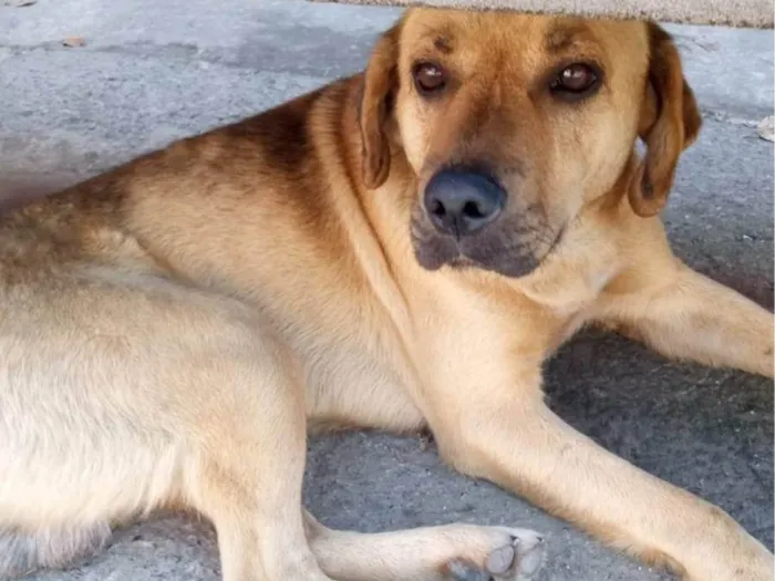 Cachorro ra a SRD-ViraLata idade 3 anos nome Americo