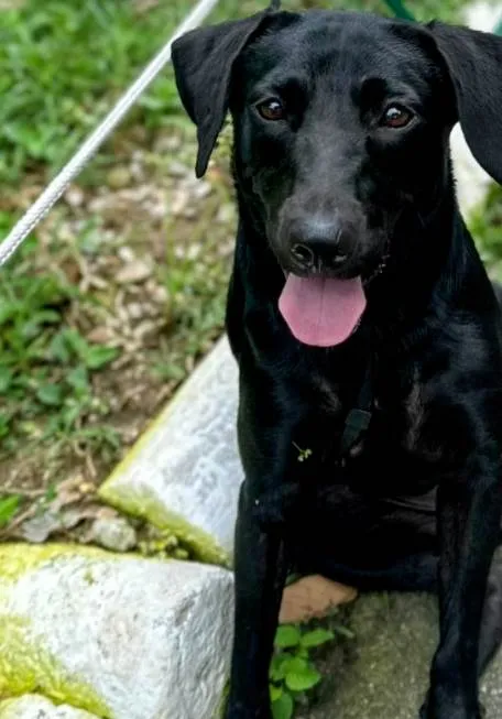 Cachorro ra a SRD-ViraLata idade 1 ano nome Brilhosa 