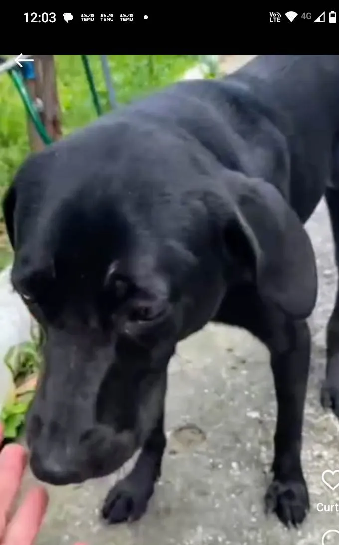 Cachorro ra a SRD-ViraLata idade 1 ano nome Brilhosa 