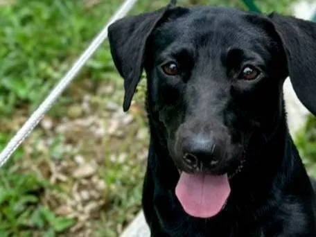 Cachorro ra a SRD-ViraLata idade 1 ano nome Brilhosa 