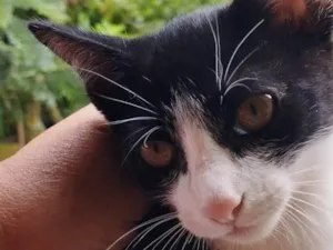 Gato raça SRD-ViraLata idade 1 ano nome Daniel 