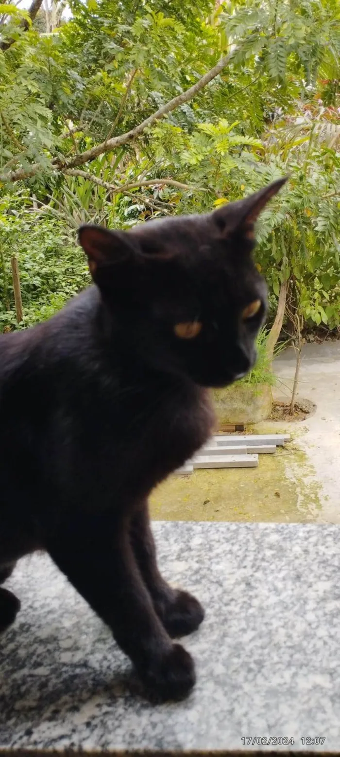 Gato ra a SRD-ViraLata idade 2 anos nome Banguela 