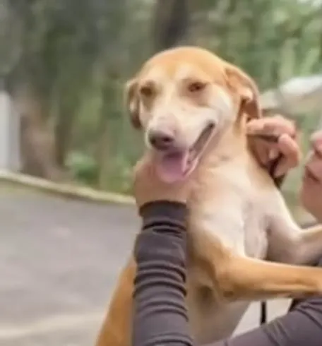 Cachorro ra a SRD-ViraLata idade 3 anos nome Mary Kate