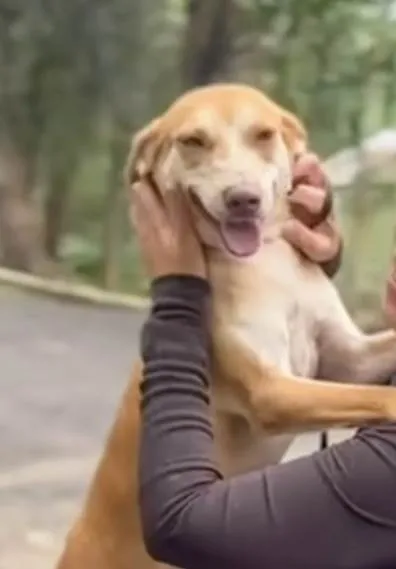 Cachorro ra a SRD-ViraLata idade 3 anos nome Mary Kate