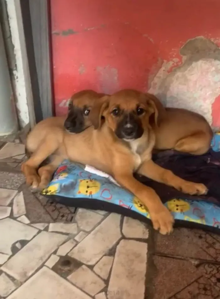 Cachorro ra a SRD-ViraLata idade 2 a 6 meses nome Nick e Bella bb4meses lindas 