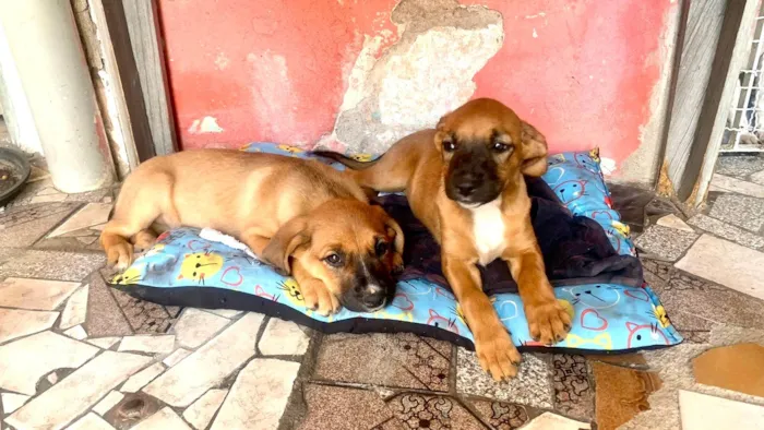 Cachorro ra a SRD-ViraLata idade 2 a 6 meses nome Nick e Bella bb4meses lindas 