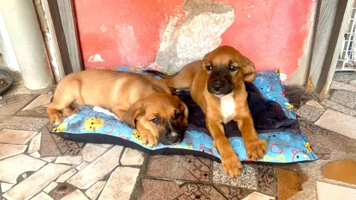 Cachorro ra a SRD-ViraLata idade 2 a 6 meses nome Nick e Bella bb4meses lindas 