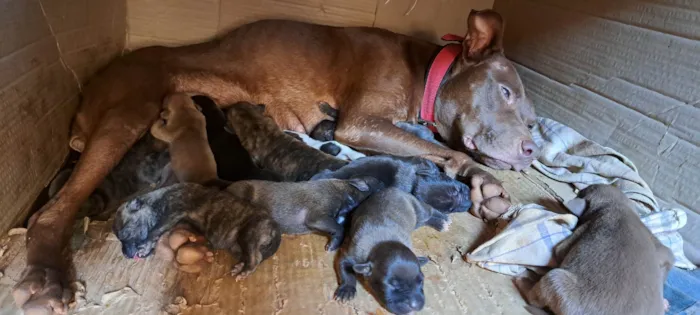 Cachorro ra a Pit-Bull idade Abaixo de 2 meses nome Cachorro 