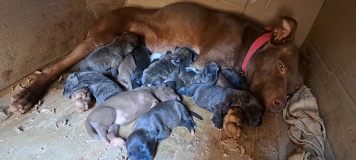 Cachorro ra a Pit-Bull idade Abaixo de 2 meses nome Cachorro 