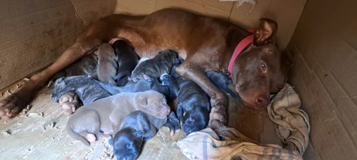 Cachorro ra a Pit-Bull idade Abaixo de 2 meses nome Cachorro 