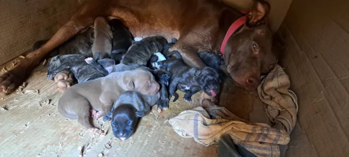 Cachorro ra a Pit-Bull idade Abaixo de 2 meses nome Cachorro 