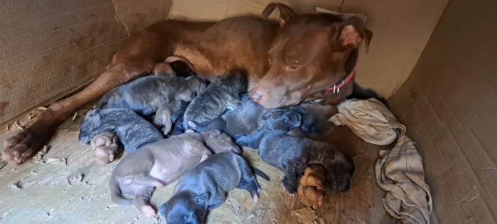 Cachorro ra a Pit-Bull idade Abaixo de 2 meses nome Cachorro 