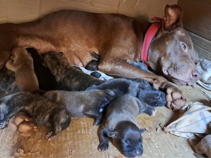 Cachorro ra a Pit-Bull idade Abaixo de 2 meses nome Cachorro 