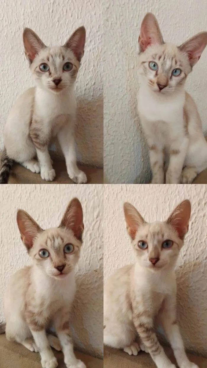 Gato ra a Siamês idade 2 a 6 meses nome Gatos filhotes! 3 machos e 1 fêmea 