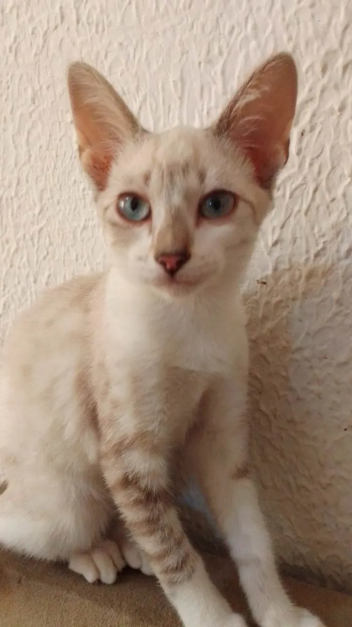 Gato ra a Siamês idade 2 a 6 meses nome Gatos filhotes! 3 machos e 1 fêmea 