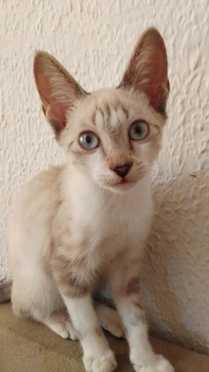 Gato ra a Siamês idade 2 a 6 meses nome Gatos filhotes! 3 machos e 1 fêmea 