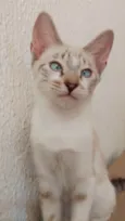 Gatos filhotes! 3 machos e 1 fêmea 