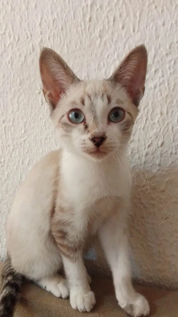 Gato ra a Siamês idade 2 a 6 meses nome Gatos filhotes! 3 machos e 1 fêmea 