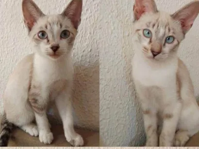 Gato raça Siamês idade 2 a 6 meses nome Gatos filhotes! 3 machos e 1 fêmea 