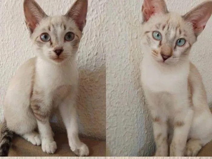 Gato ra a Siamês idade 2 a 6 meses nome Gatos filhotes! 3 machos e 1 fêmea 