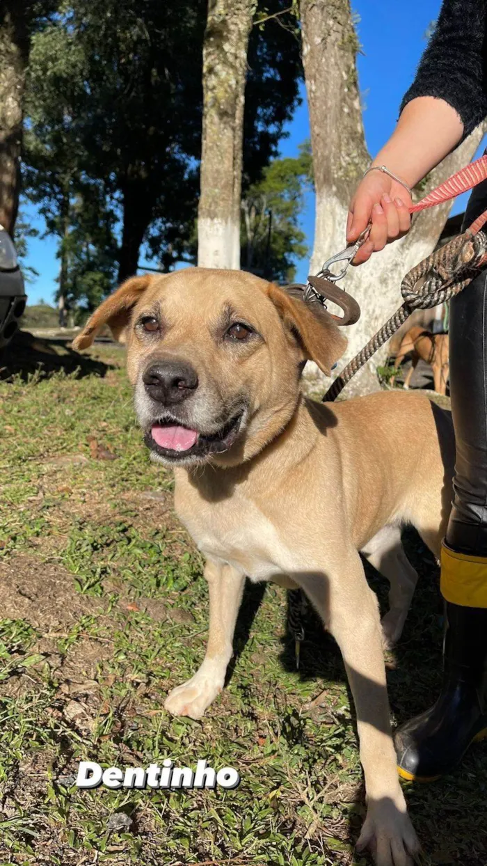 Cachorro ra a SRD-ViraLata idade 4 anos nome Dentinho