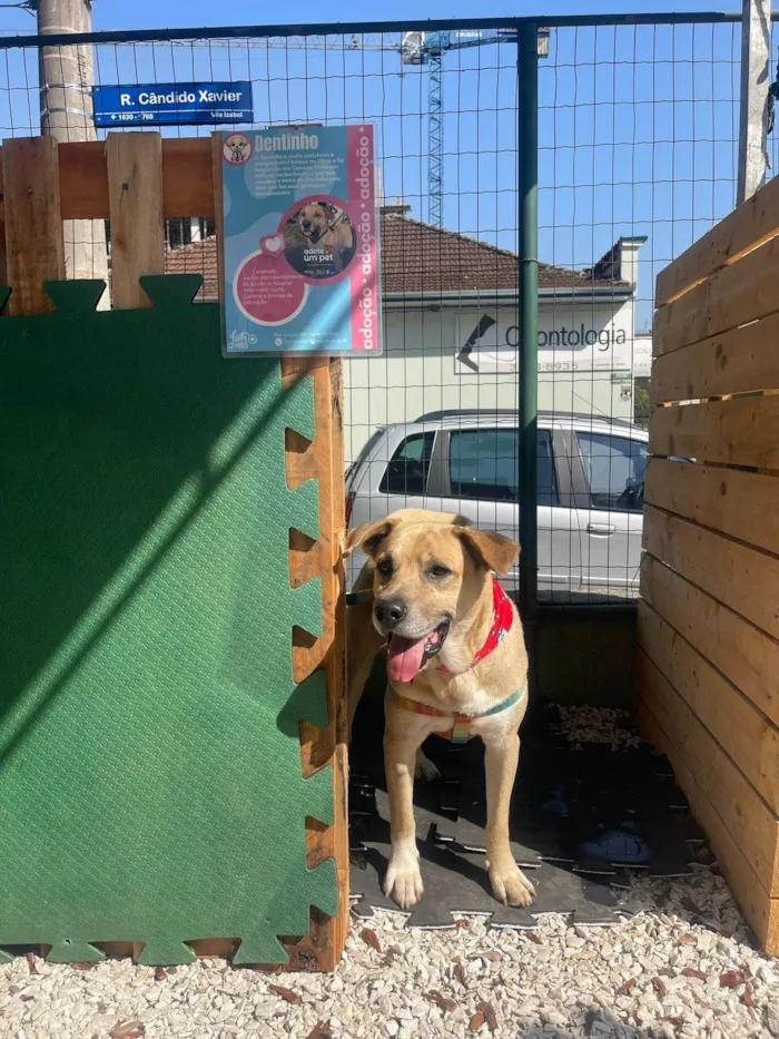 Cachorro ra a SRD-ViraLata idade 4 anos nome Dentinho