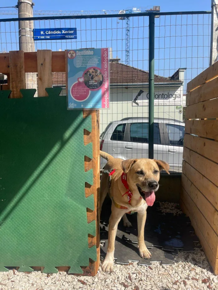 Cachorro ra a SRD-ViraLata idade 4 anos nome Dentinho