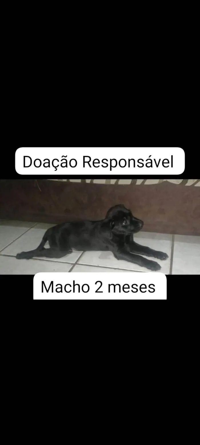 Cachorro ra a SRD-ViraLata idade 2 a 6 meses nome Larissa vitória dos Santos Rodrigues